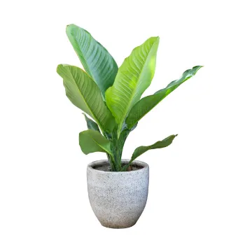 Lilium Plants 